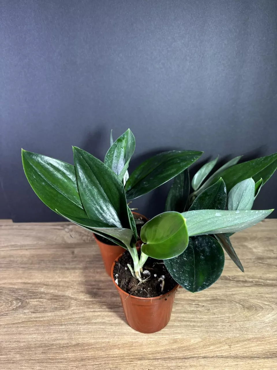 plant/Scindapsus Treubii Dark Form 3” - grower’s choice-1