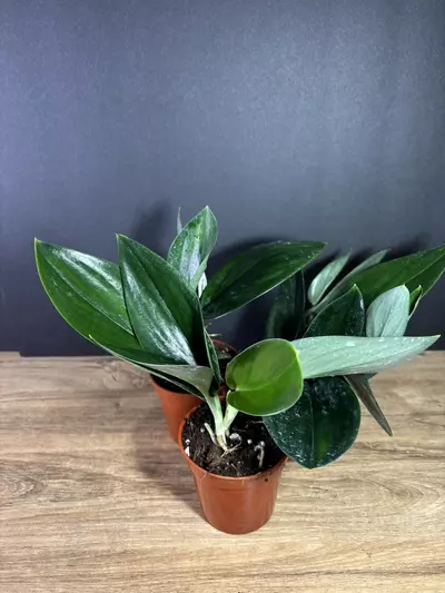 plant/Scindapsus Treubii Dark Form 3” - grower’s choice-1-thumbnail