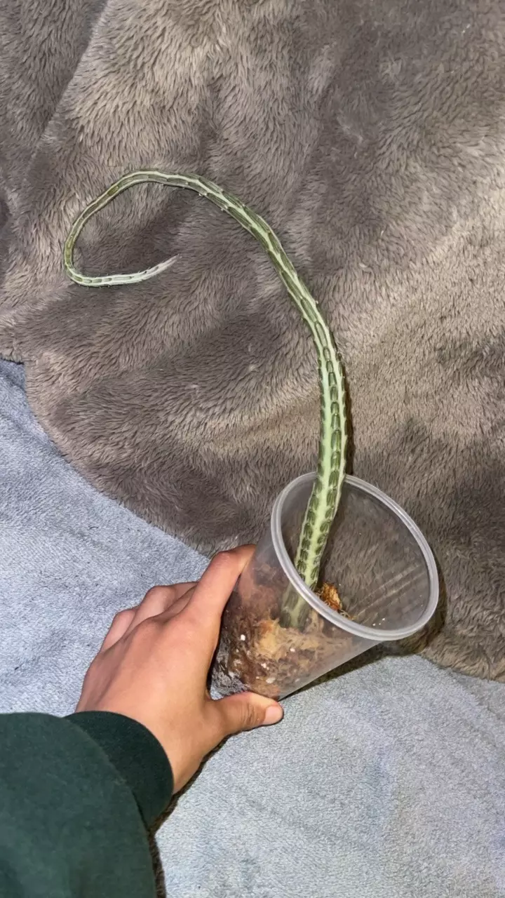 plant/Pickle cactus-0