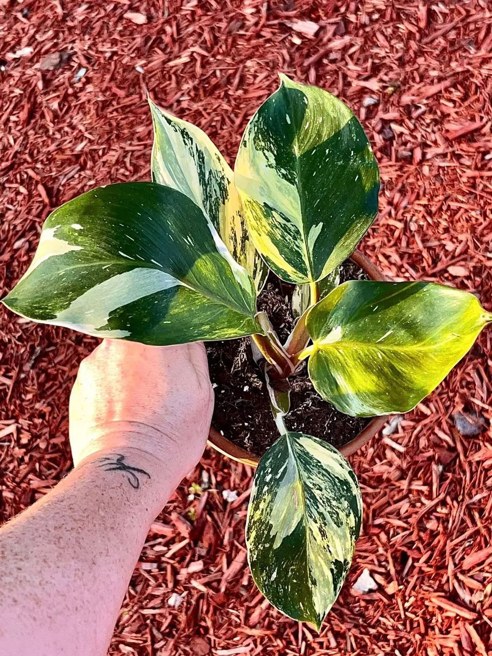 plant/2 leaf lightly rooted Quadricolor (aurea) variegated White Knight Philodendron-2