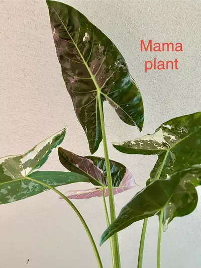 plant/Alocasia Longiloba Pink Back-3-thumbnail