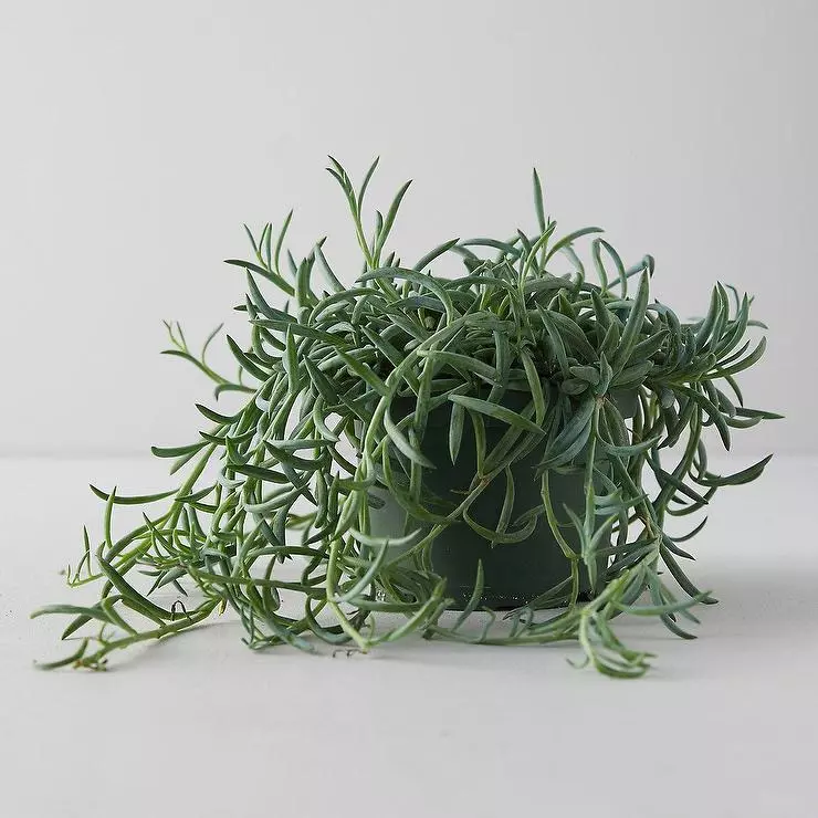 plant/Senecio fish hooks starter plant growers choice-0