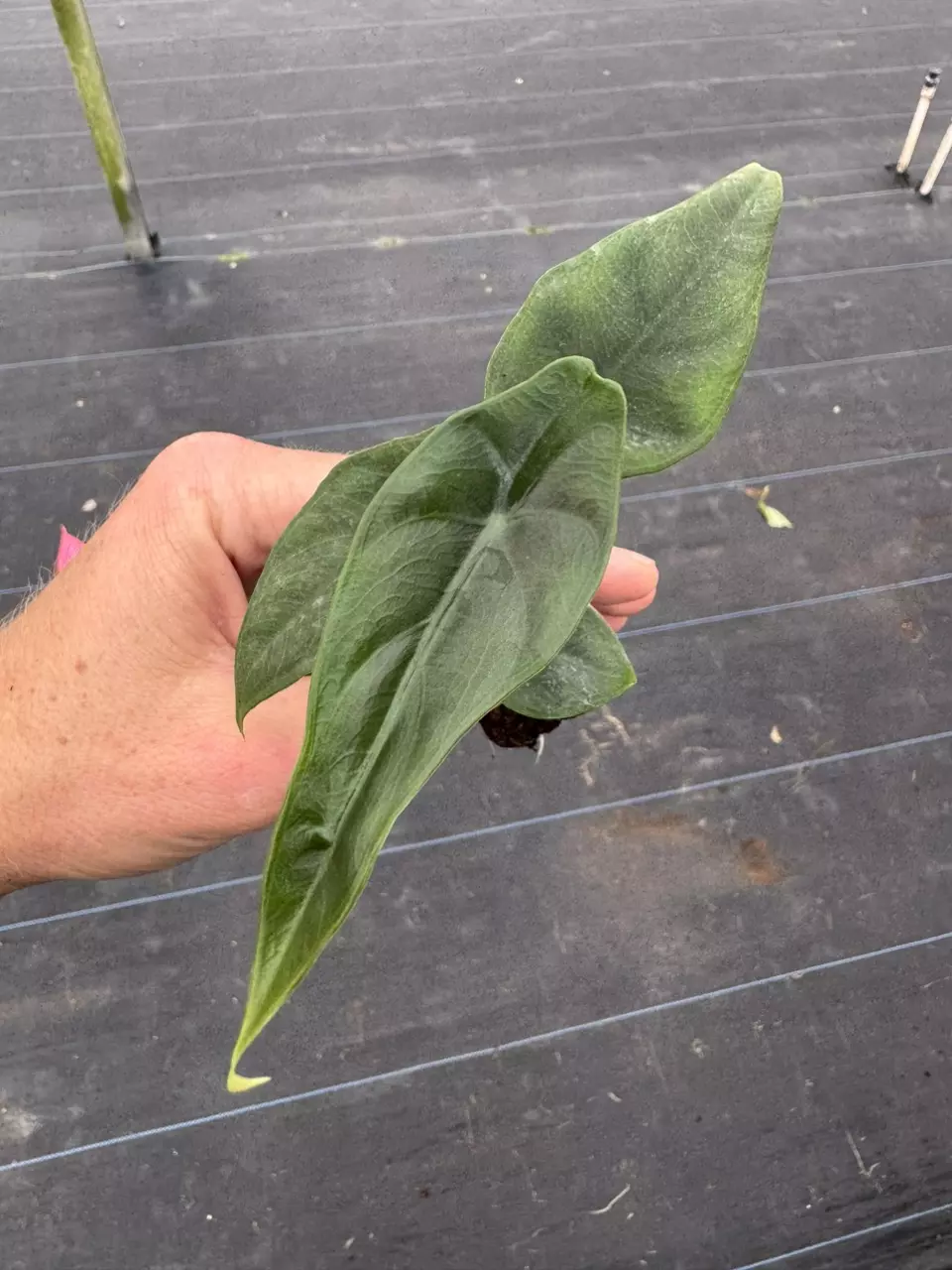 plant/Alocasia venusta starter plant growers choice-1