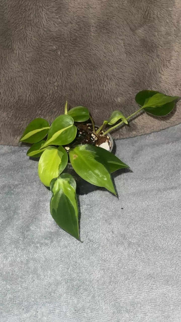 plant/Brazil Philodendron-0