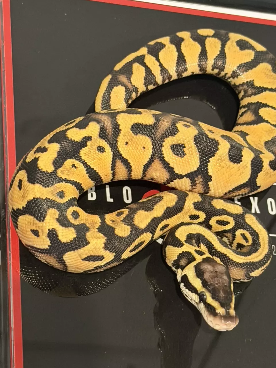 plant/Puzzle Orange Dream YB Pastel Het Candy Het Pied-1