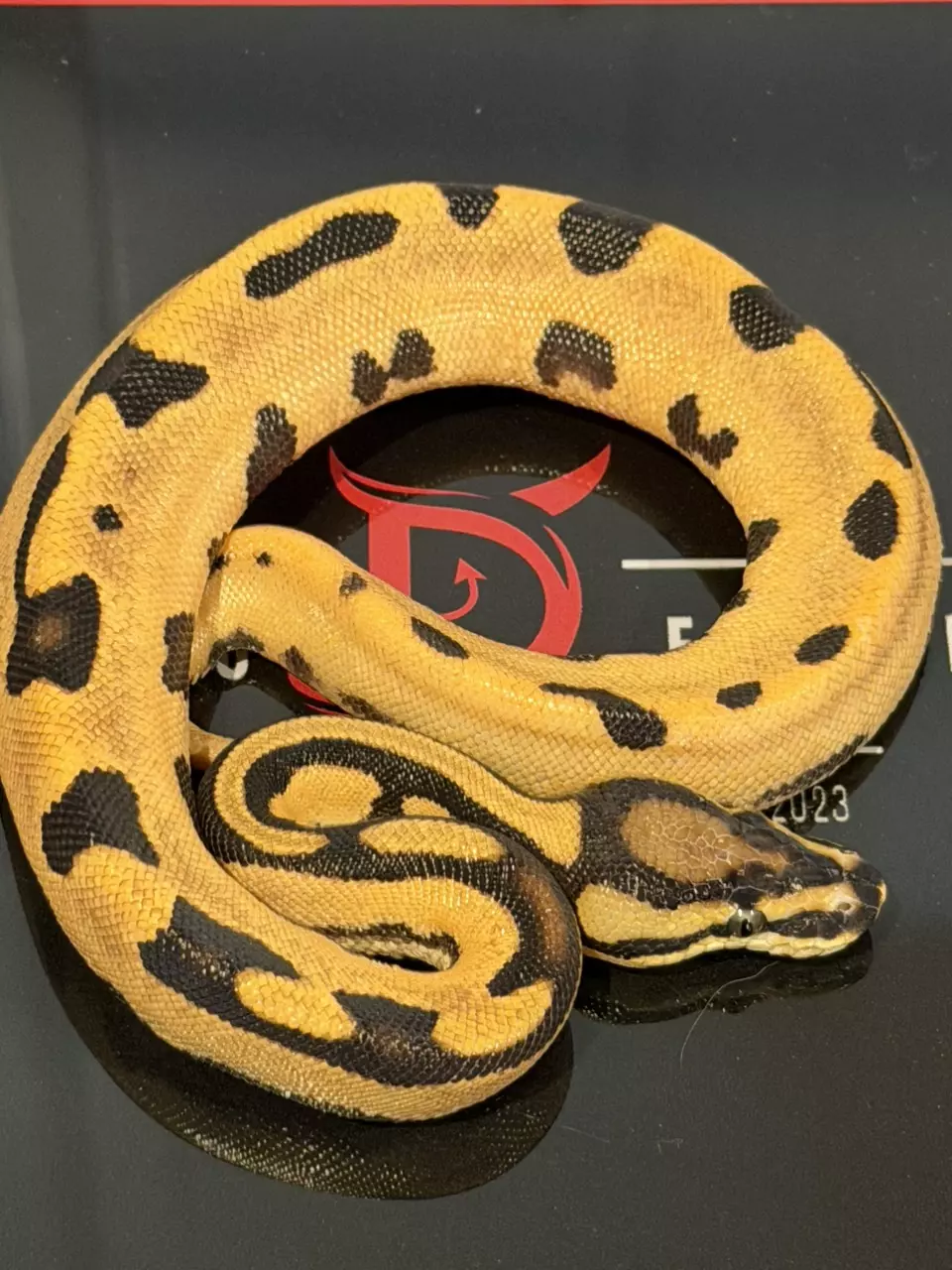 plant/Super Orange Dream Fire Het Desert Ghost Het Pied-0