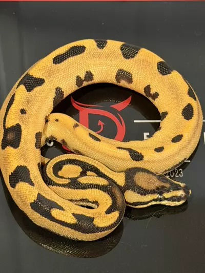 plant/Super Orange Dream Fire Het Desert Ghost Het Pied-0-thumbnail