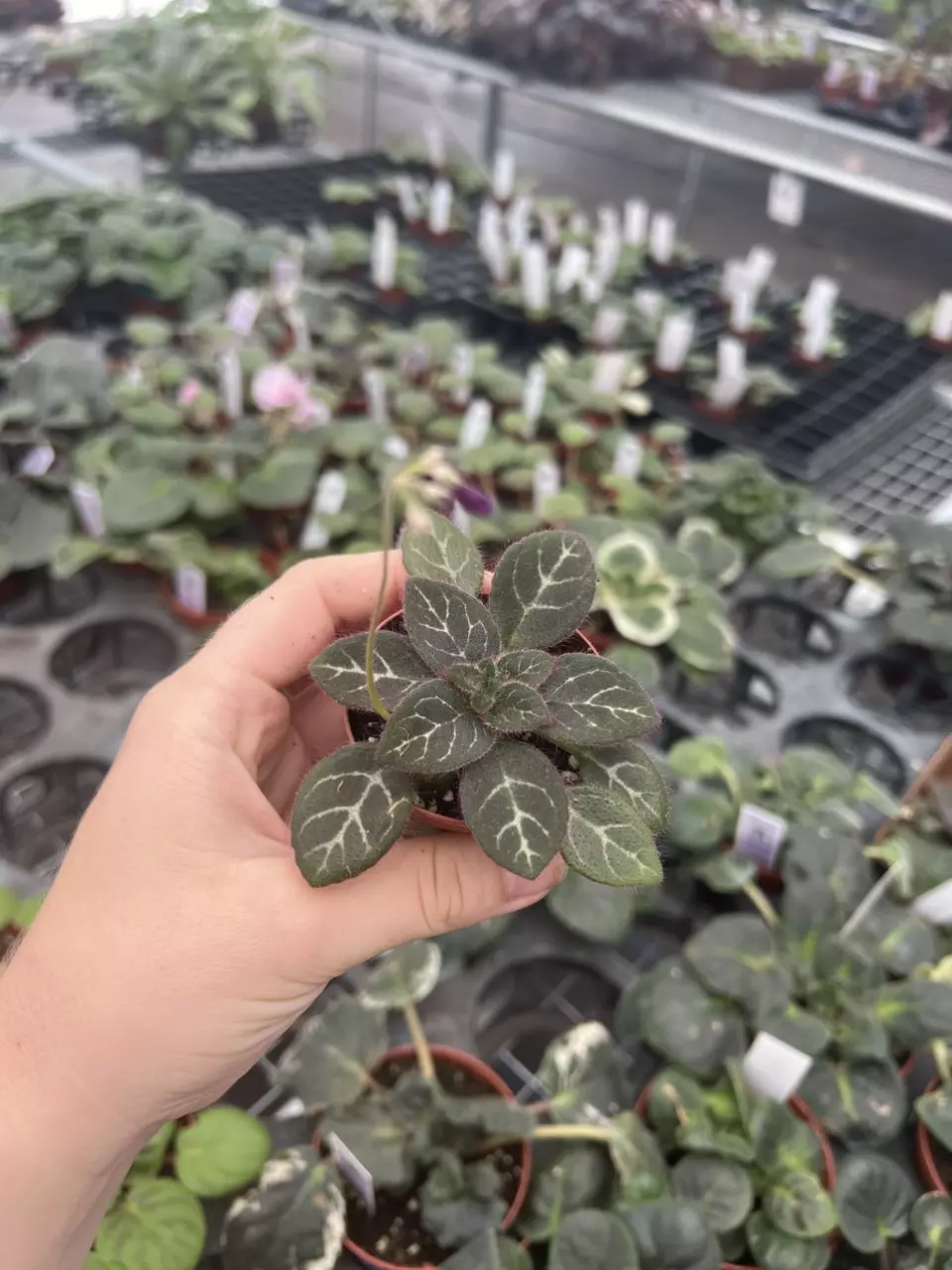 plant/Primulina sinovietnamica starter plant growers choice-1