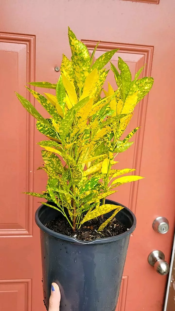 plant/Croton Gold Dust 8" pot-1