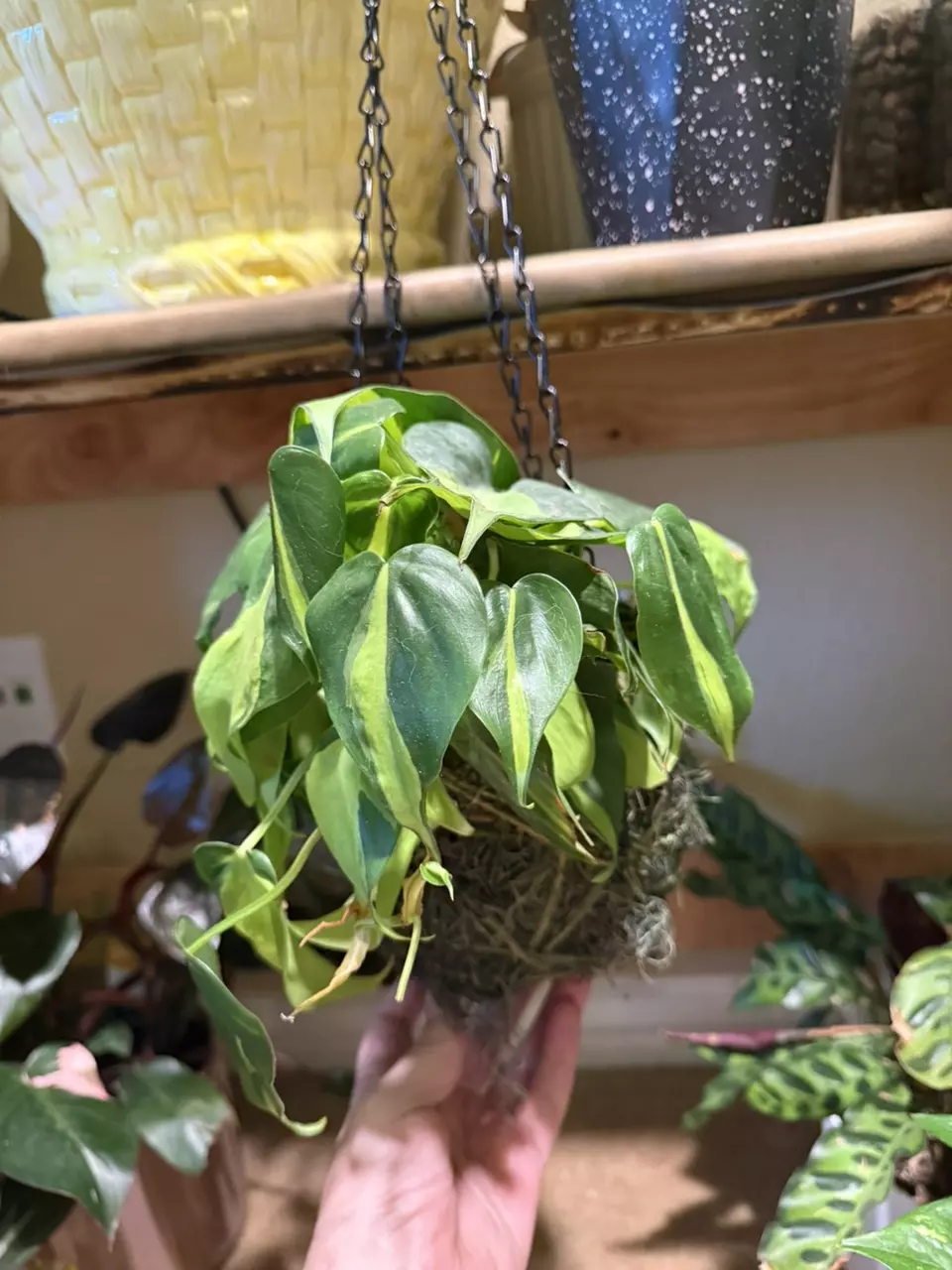 plant/Brazilian philodendron in a kokedama-1