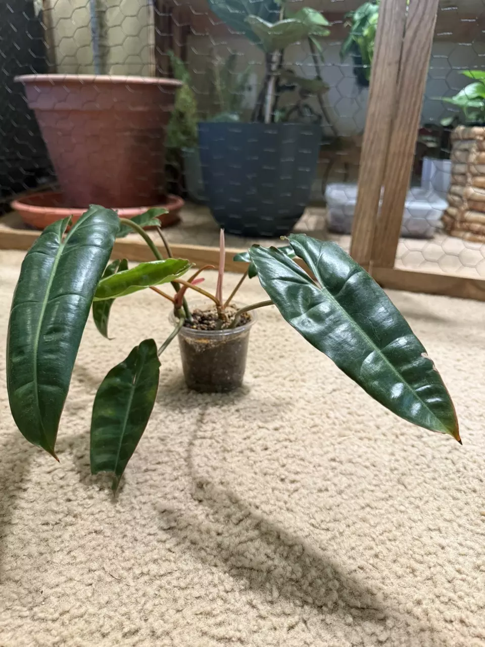 plant/Philodendron billietiae-1