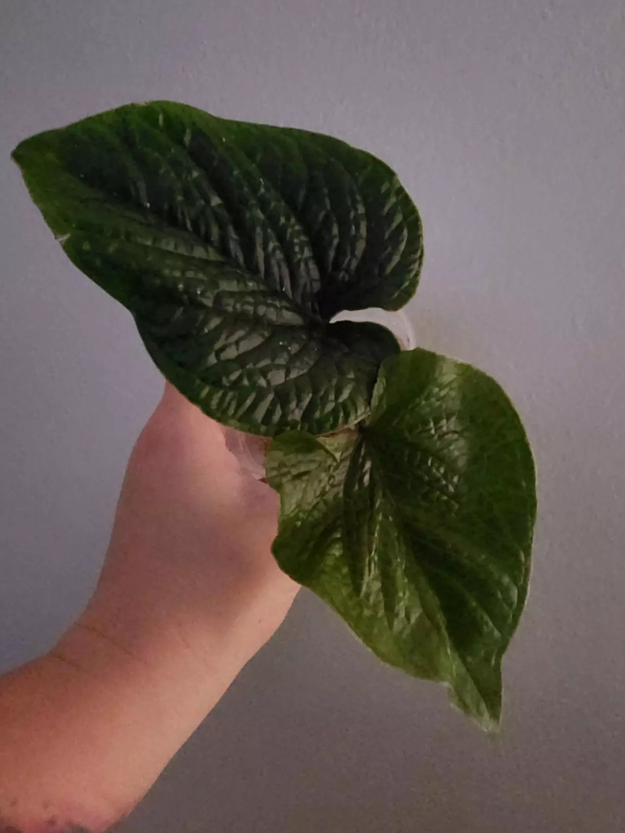 plant/🦄VERY RARE🦄 Anthurium Nutibarense  ☆2 Day shipping mandatory-0