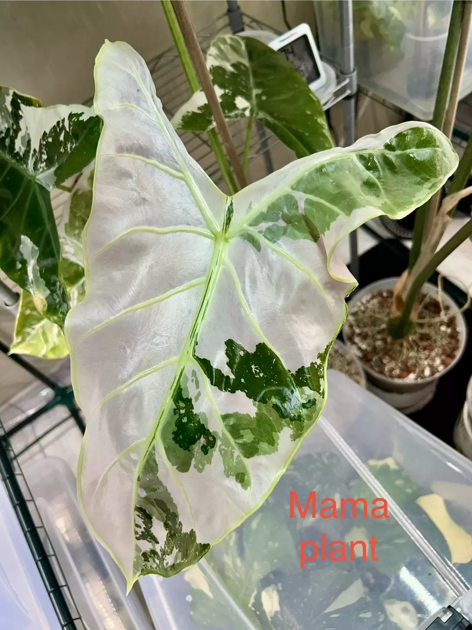 plant/Alocasia Longiloba Pink Back-4