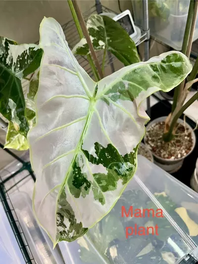 plant/Alocasia Longiloba Pink Back-4-thumbnail