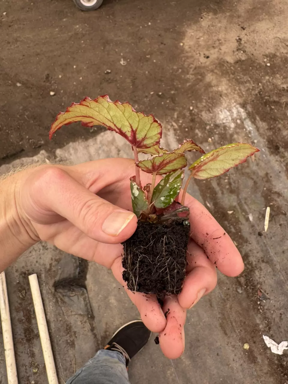 plant/Chagos begonia starter plant growers choice-7