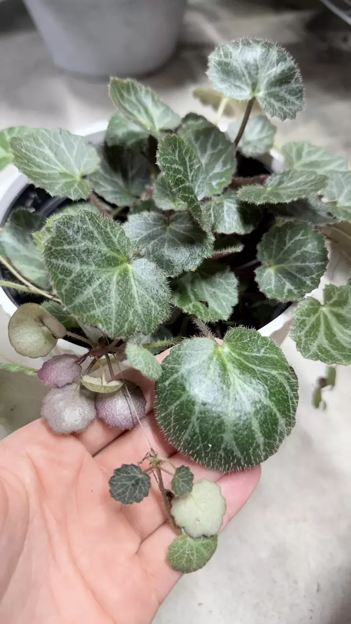 plant/Begonia strawberry.-1