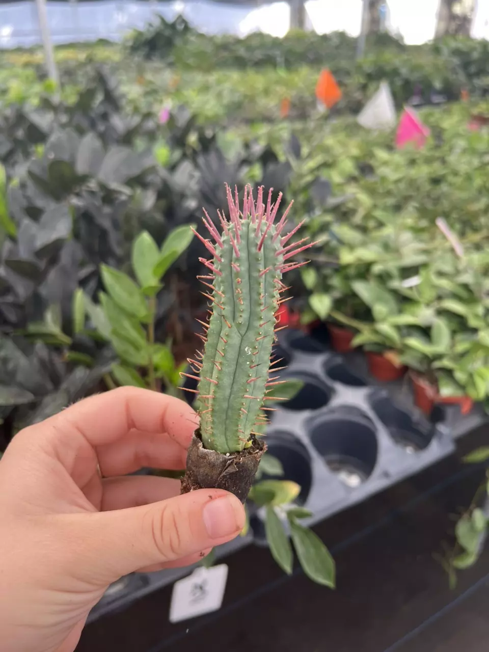 plant/Euphorbia ferox starter plant growers choice-1
