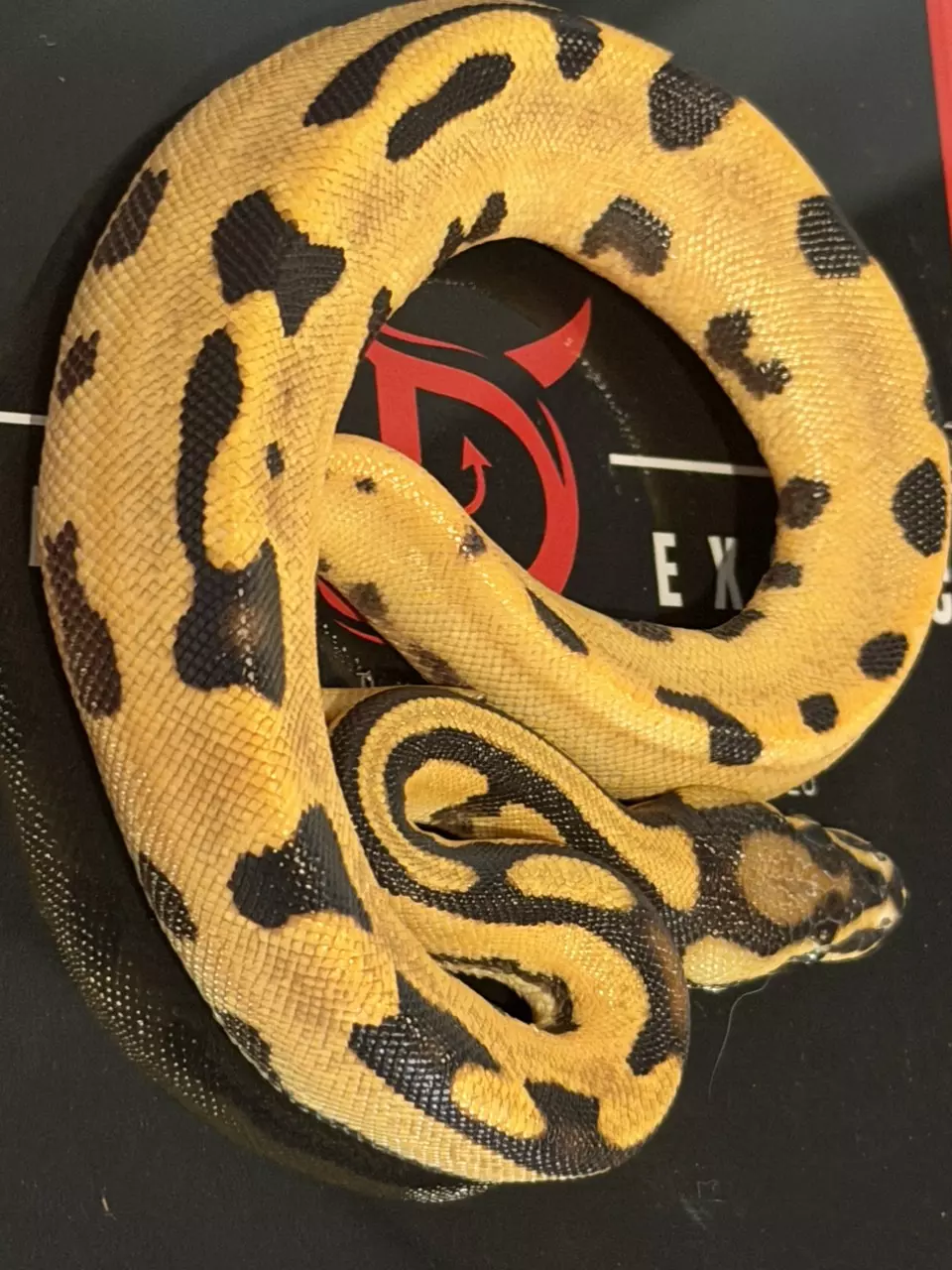 plant/Super Orange Dream Fire Het Desert Ghost Het Pied-1