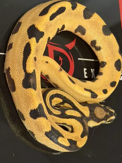 plant/Super Orange Dream Fire Het Desert Ghost Het Pied-1-thumbnail