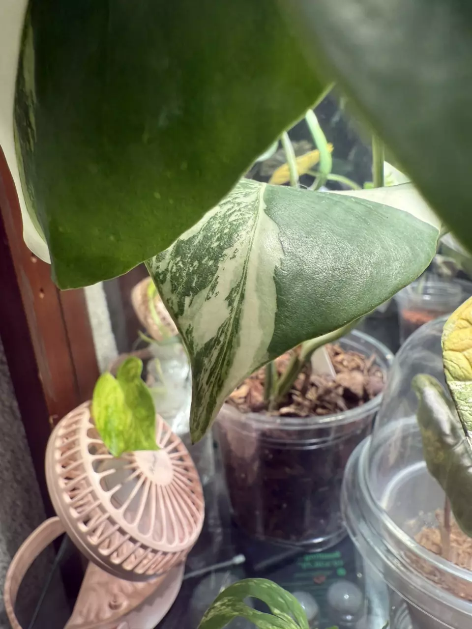 plant/Unique and beautiful albo sectoral!-3