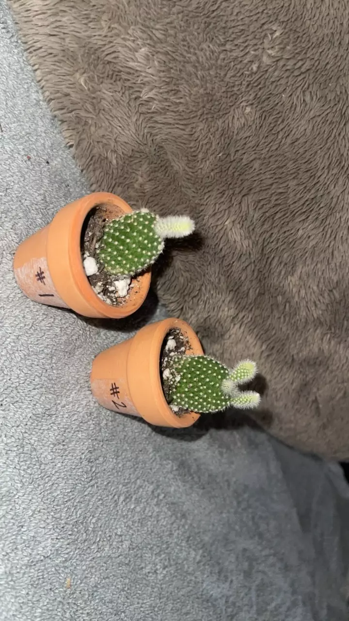 plant/Bunny ear cactus-1
