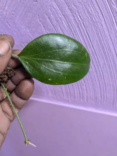 plant/Hoya merillii cuttings-3-thumbnail
