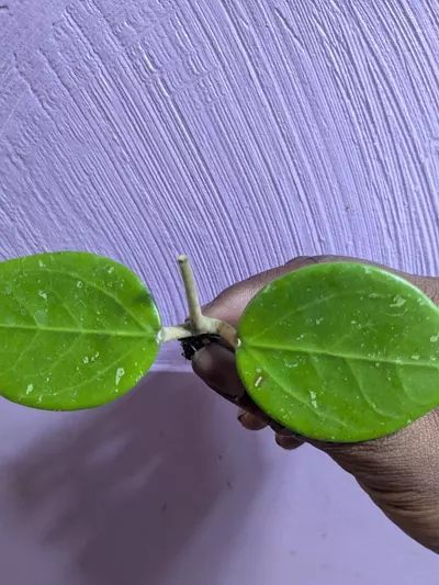 plant/Hoya sp mahaxay laos-1-thumbnail