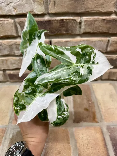 plant/Alocasia Longiloba Pink Back-2-thumbnail