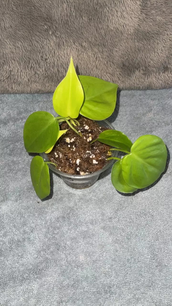 plant/Lemon Lime Philo-0