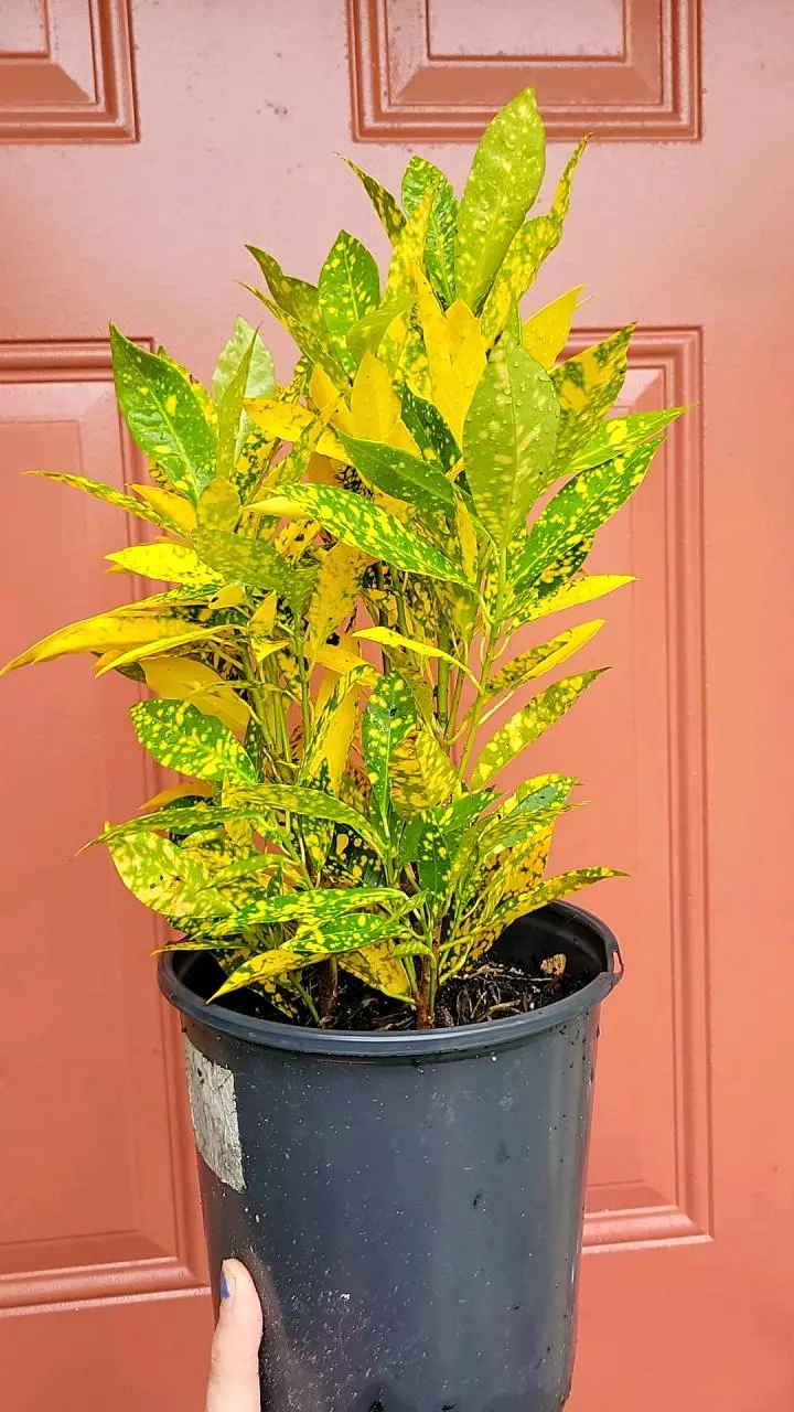 plant/Croton Gold Dust 8" pot-3