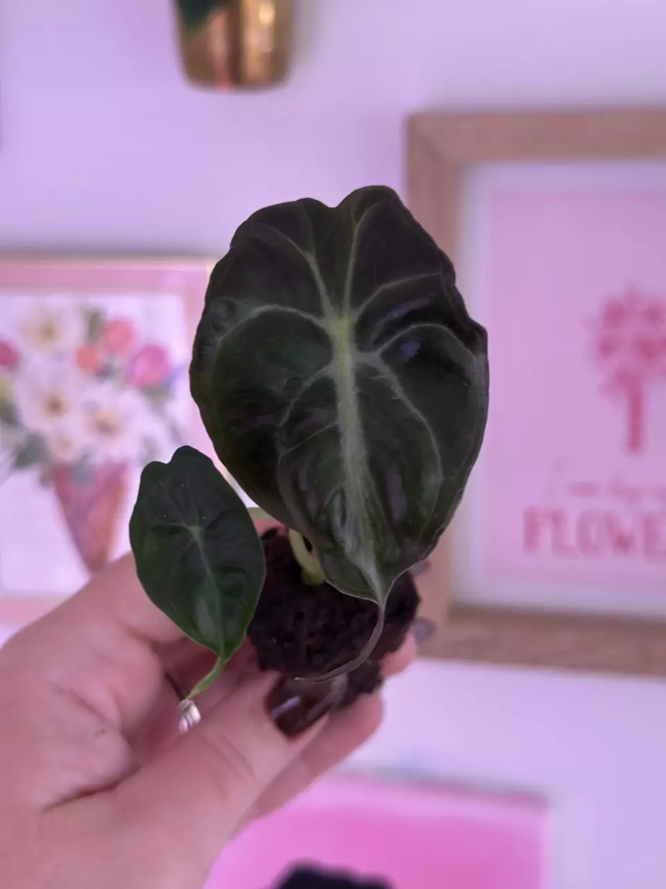 plant/Alocasia Venom - ships in plug-0