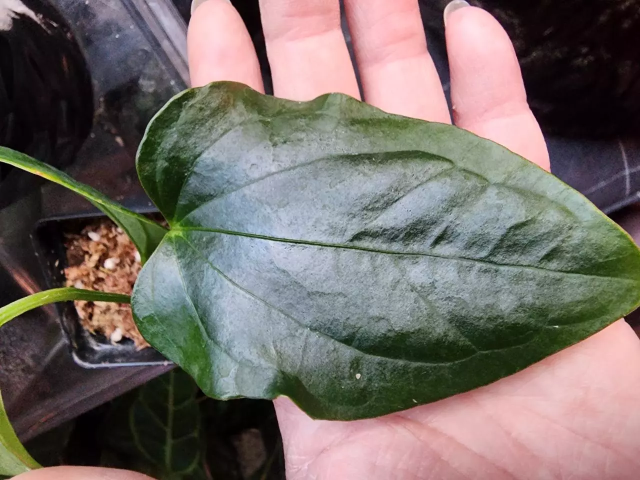 plant/☆RARE☆ An. Debile Wide sinus! ☆2-Day Shipping upgrade Mandatory-1