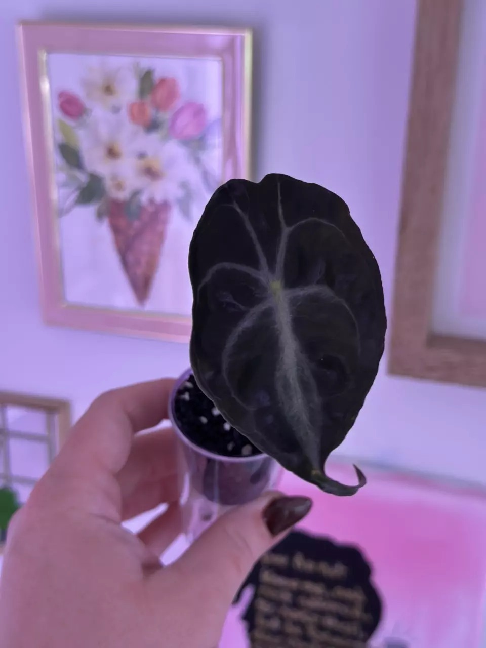 plant/Alocasia Venom-2