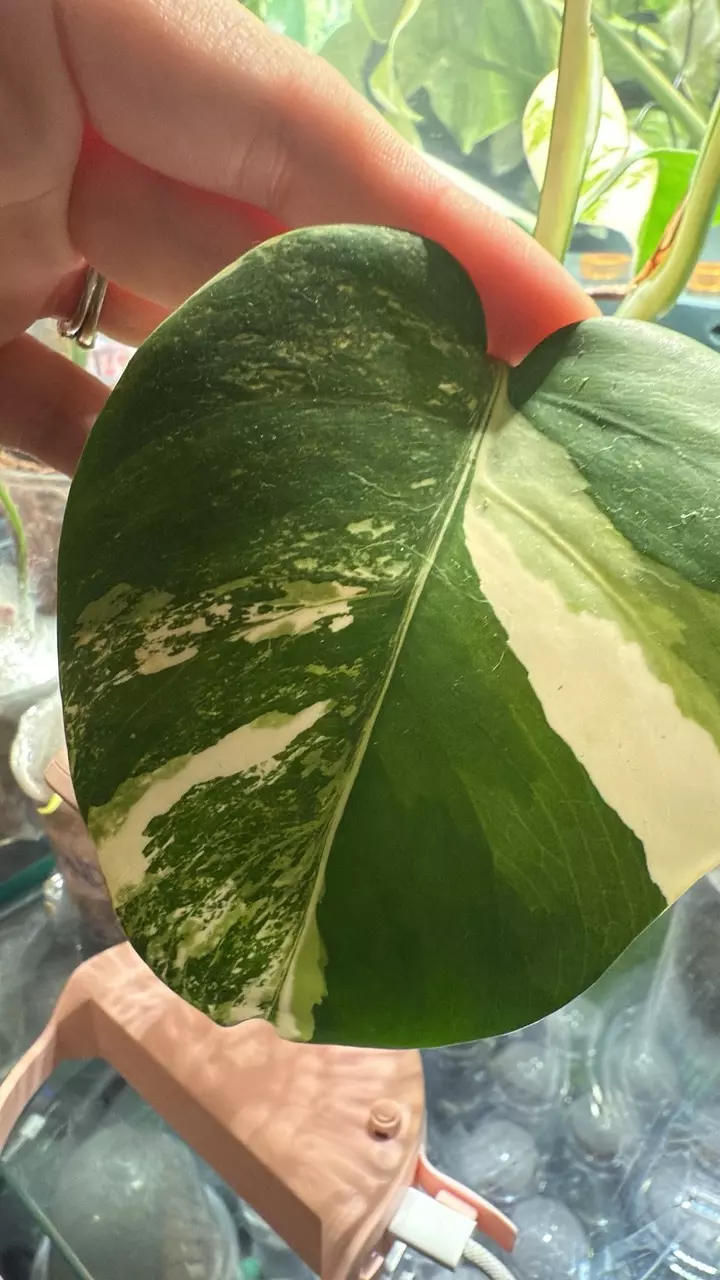 plant/Unique and beautiful albo sectoral!-1