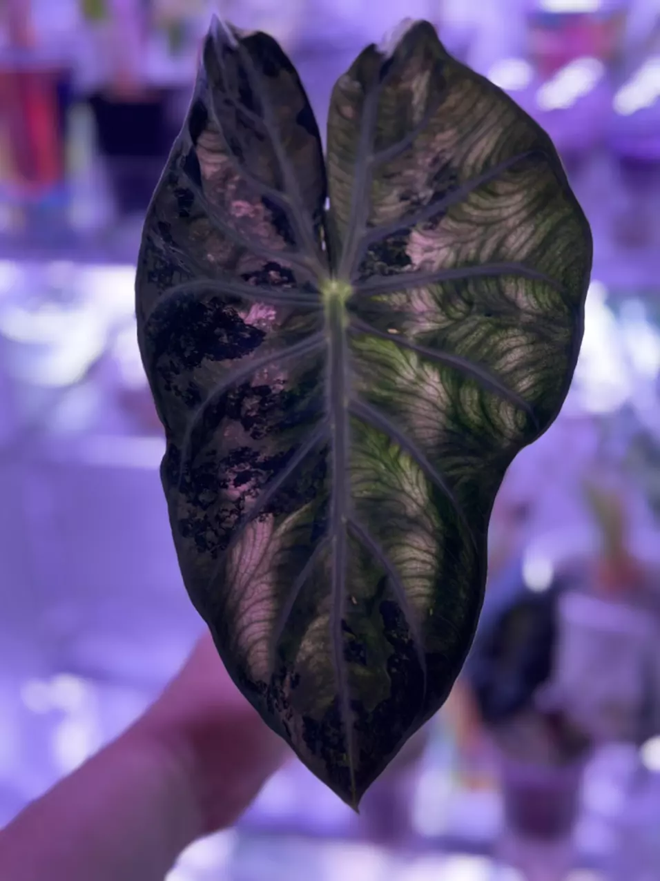 plant/Alocasia Pink Naroibi / CORM (has produced stunning babies!) Mama NFS-4