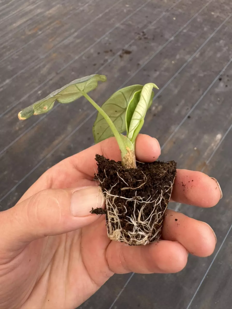plant/Alocasia chaii starter plant growers choice-7