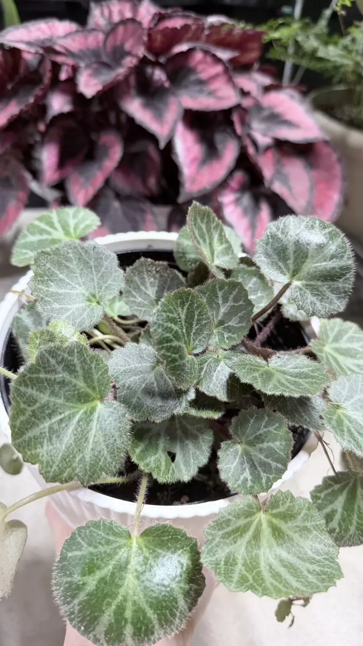 plant/Begonia strawberry.-0