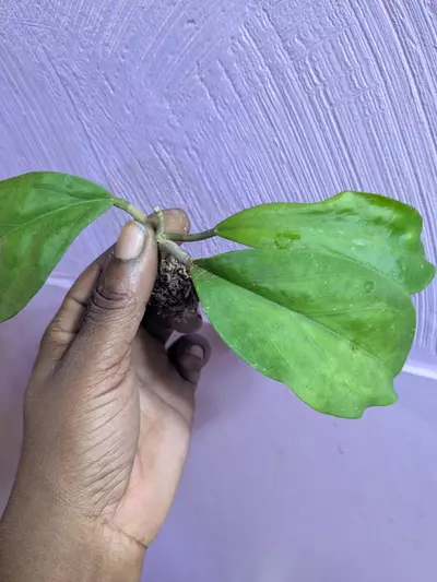 plant/Hoya Viola open seed cuttings-1-thumbnail