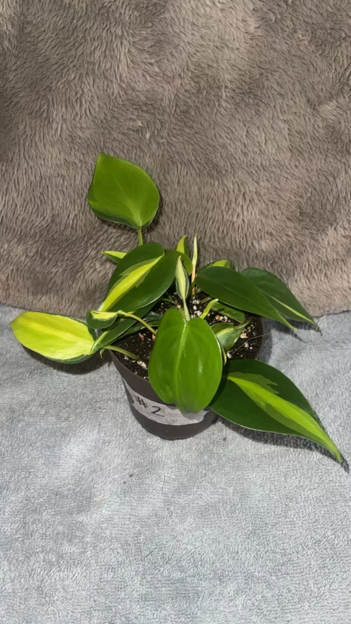 plant/Brazil Philo-0