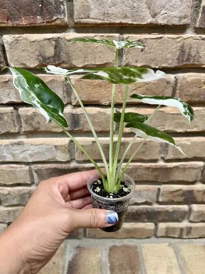 plant/Alocasia Longiloba Pink Back-1-thumbnail