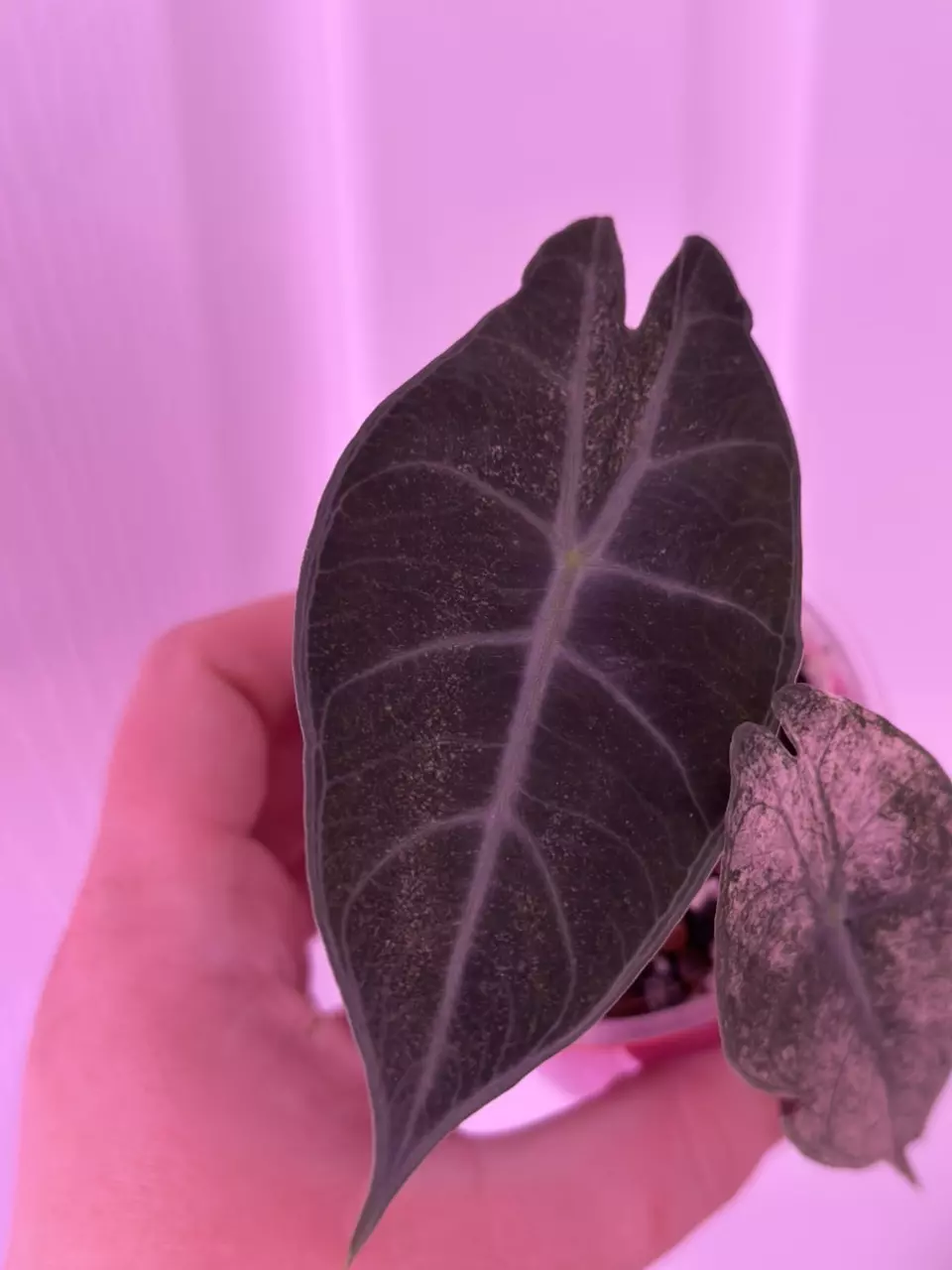 plant/Alocasia Pink Dragon Stardust - CORM-1