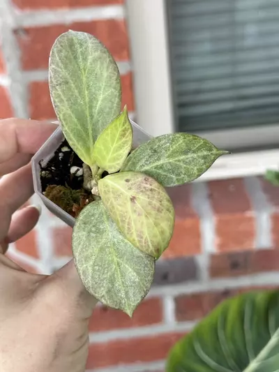plant/Hoya Cryptic Chrome-0-thumbnail