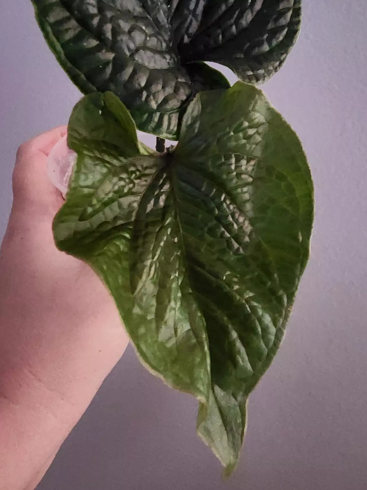 plant/🦄VERY RARE🦄 Anthurium Nutibarense  ☆2 Day shipping mandatory-1