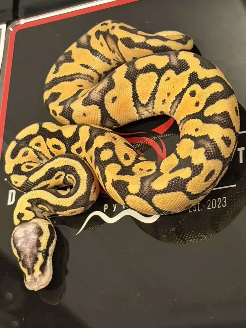 plant/Puzzle YB Orange Dream Super Pastel Het Candy Het Pied-1