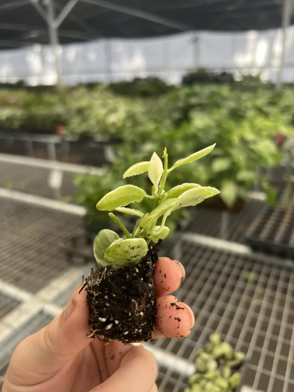 plant/Variegated dischidia oiantha starter plant growers choice-5
