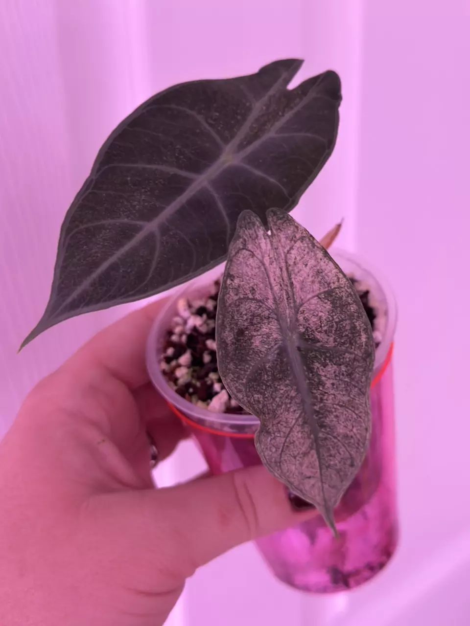 plant/Alocasia Pink Dragon Stardust - CORM-3