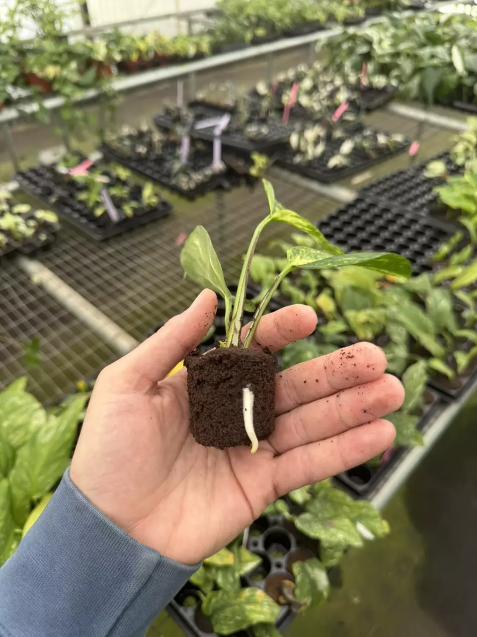 plant/Epipremnum pinnatum yellow flame starter plant growers choice-7