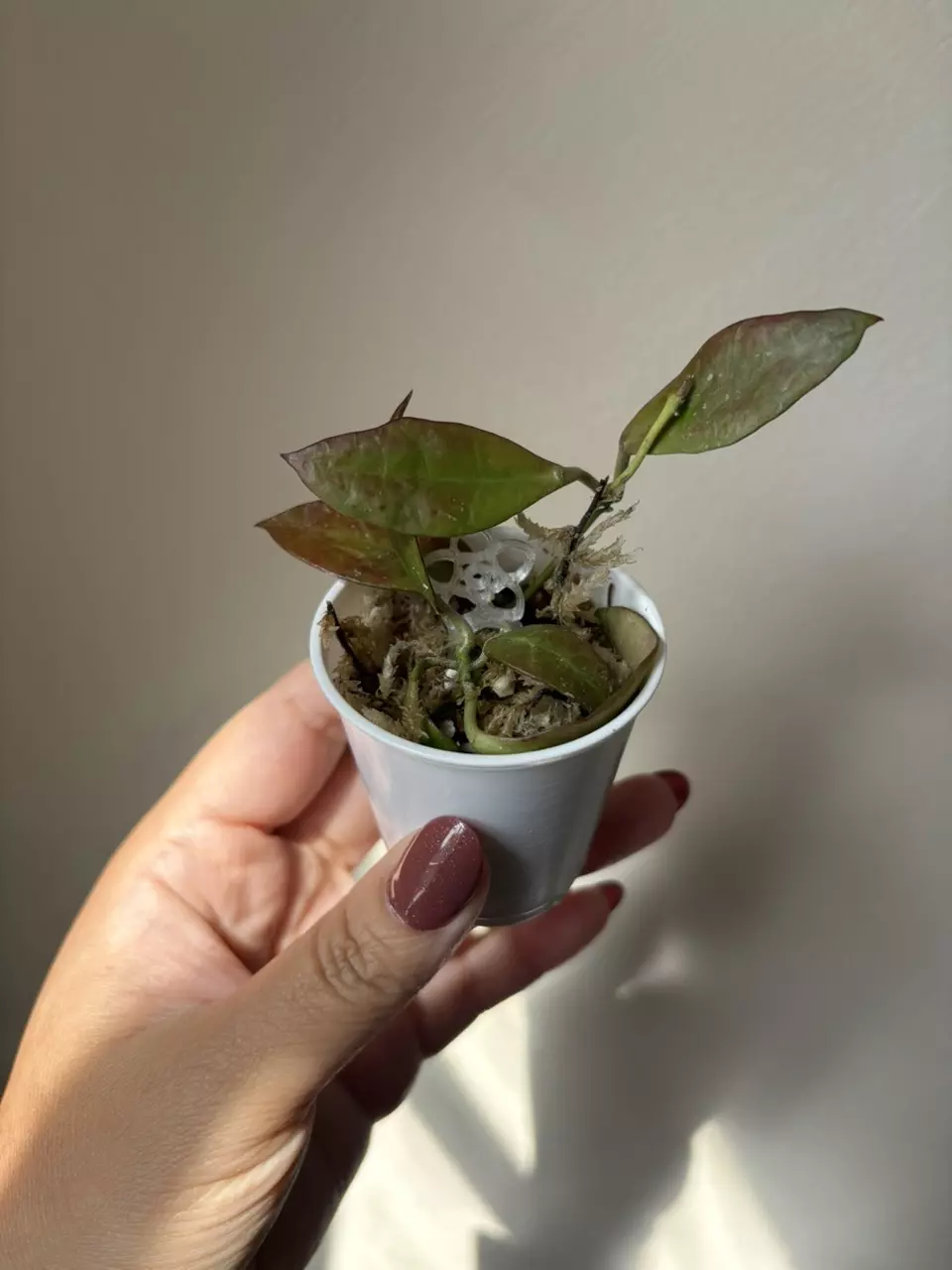 plant/Hoya Walliniana Sunstressed (Fresh Cut)-0