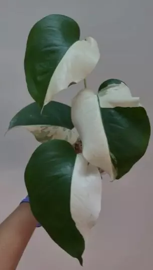 plant/Unique and beautiful albo sectoral!-0