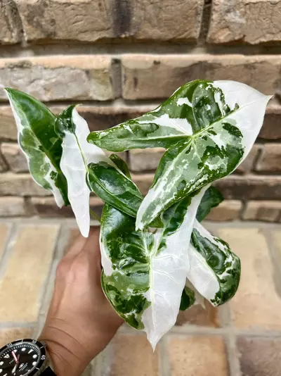 plant/Alocasia Longiloba Pink Back-0-thumbnail